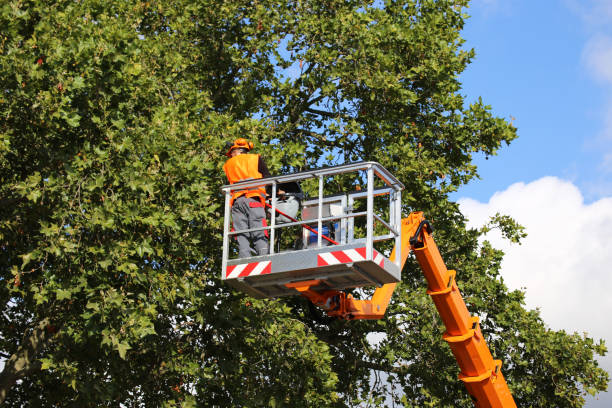 Best Tree Removal Services  in Pine City, MN